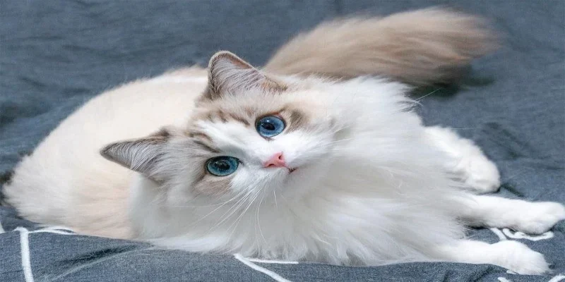 Giải mộng mơ thấy mèo